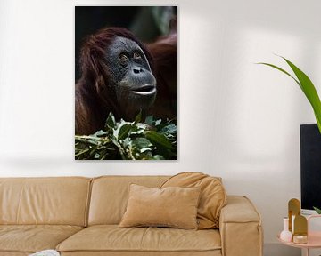 Een sluwe verraste orang-oetan tegen een achtergrond van groen, een close-up gezicht, een blik alsof