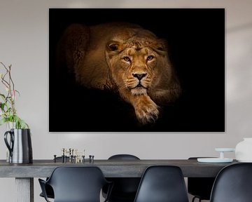 Löwin in der Nacht. Löwin schöne Großkatze liegt imposant und schaut einen an. nächtliche Dunkelheit von Michael Semenov