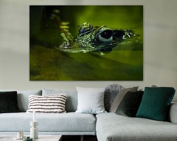 Een schattige kleine krokodil kijkt met glanzende ogen uit het groene water van een vijver.