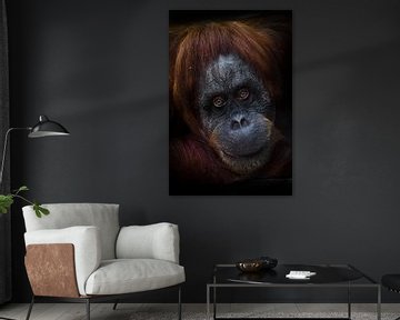 Slim intellectueel gezicht van een orang-oetan met een ironische blik en een halve glimlach, donkere