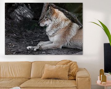 she-wolf vrouwtje ligt prachtig op de grond, imposante leugens. Krachtig sierlijk dier in het bos in van Michael Semenov