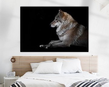 portret van een mooie she-wolf vrouwtje dat in het donker zit met haar benen gekruist. van Michael Semenov