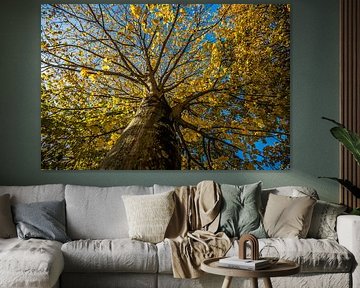 Bel arbre à la fleur jaune