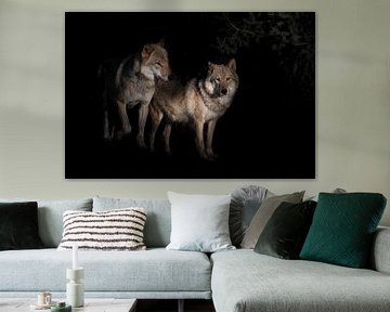 een paar wolven mannetjes en vrouwtjes in de duisternis van de vos, zwarte achtergrond struiken op d van Michael Semenov