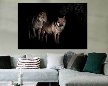 a pair of wolves male and female in the darkness of the fox, black background bushes in the backgrou by Michael Semenov