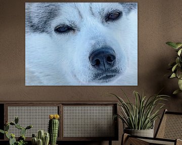 Portrait d'un husky, Finlande sur Rietje Bulthuis