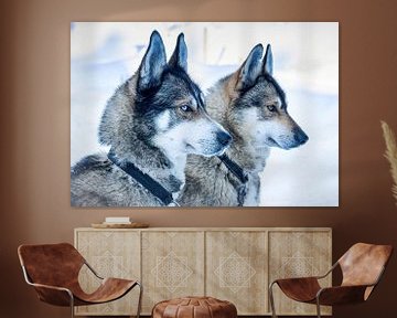 Two husky dogs waiting for the start, Finland by Rietje Bulthuis