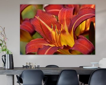 Close up of red with yellow Lily in bloom by Jolanda de Jong-Jansen