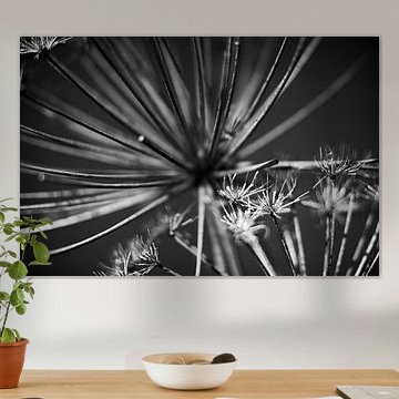 Flowers Art in Black and White