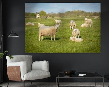 The sheep and lambs in the meadow are looking your way by Michel Geluk