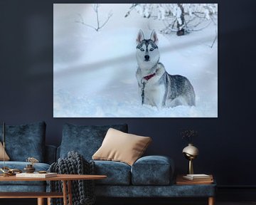 Oplettende Husky in de sneeuw van Rietje Bulthuis