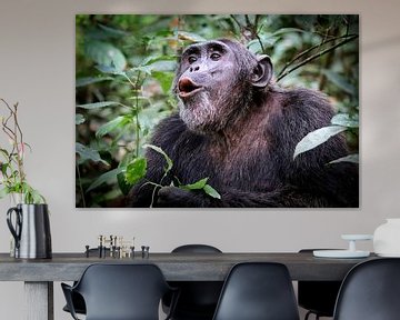 Chimpanzé en Ouganda, forêt de Kibale, faune sur W. Woyke