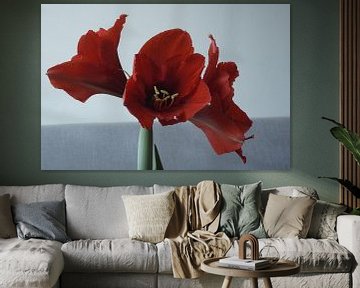 Amaryllis van ToeK !