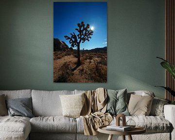 Joshua Tree silhouette met de zon van Discover Dutch Nature