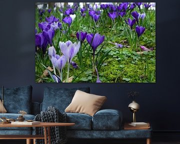 Collection of crocuses by Gerard de Zwaan