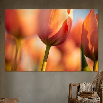 weiche orangefarbene Tulpe