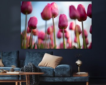 tulips by Astrid Volten