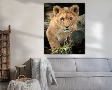 Afrikanisches Löwenbaby schaut Sie an von Patrick van Bakkum
