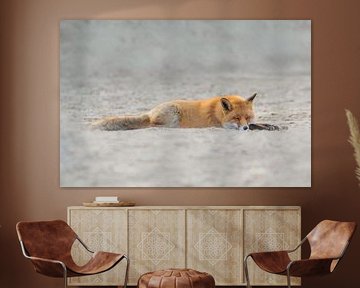 Sleeping Fox by Anna Stelloo