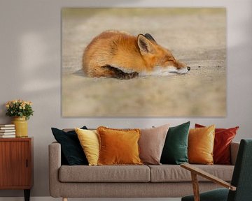 Sleeping Fox by Anna Stelloo