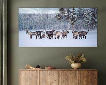 Rentierherde im Pasvik Nationalpark