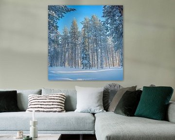 Laat zonlicht achter de hoge, besneeuwde dennenbomen, Finland