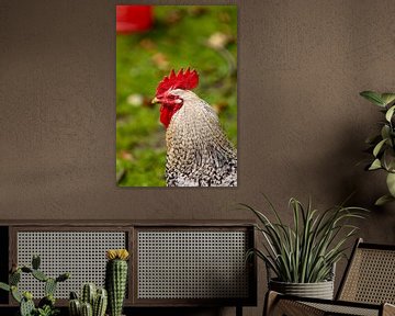 He's the boss at the chicken yard by Harald Schottner