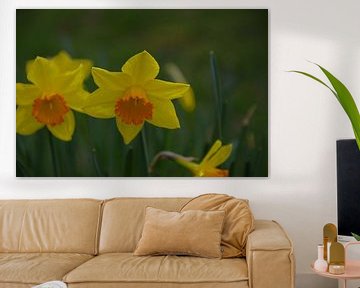 Narcis als teken van het naderende voorjaar van tiny brok