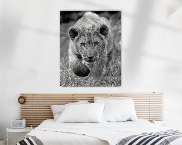 Afrikanisches Löwenjunges kommt zu Ihnen in schwarz-weiß von Patrick van Bakkum