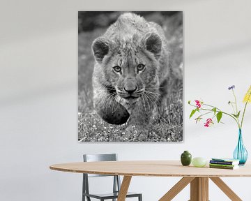 African lion cub comes to you in black and white