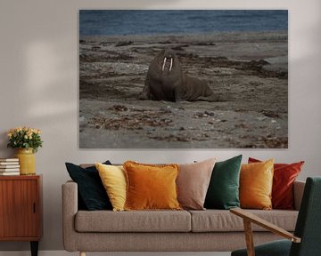 Walrus op het strand van Poolepynten van Kai Müller