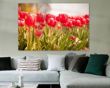 Des tulipes rouges et roses en fleurs dans un champ par une belle journée de printemps sur Sjoerd van der Wal Photographie