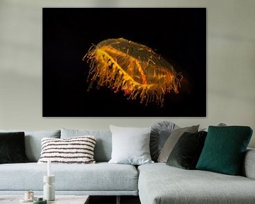 Suspended jellyfish by Thijs Kupers