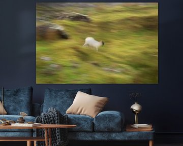 Rennend schaap ICM van Licht! Fotografie