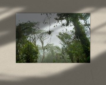 Nevelwoud van Costa Rica, mist forest