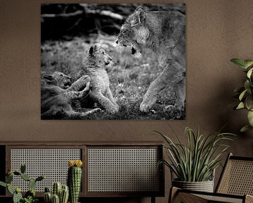 African lion cub impressed by mother by Patrick van Bakkum