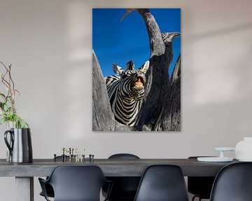 Zebra van Alex Neumayer