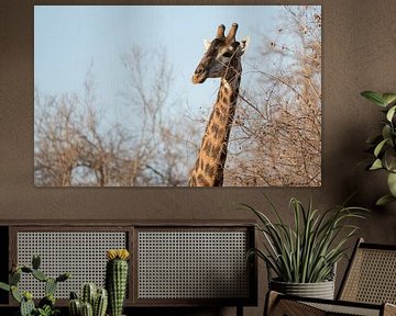 Giraf in Zuid-Afrika van Eveline van Beusichem