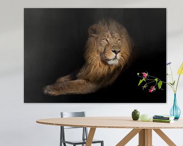 leeuwenportret op een zwarte achtergrond. leeuwen op een zwarte achtergrond. Een krachtig leeuwenman van Michael Semenov