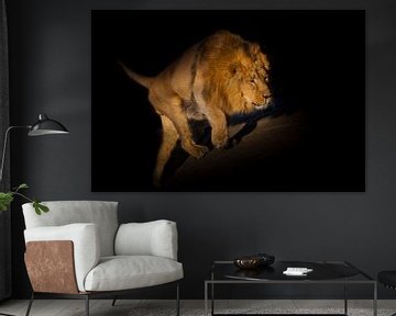 lion on a black background. sneaking up the hill. A powerful lion male with a chic mane ide illumina by Michael Semenov