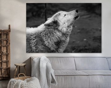 De wolf huilt omhoog, een sombere zwart-wit foto van verdriet en verlangen. close-up van Michael Semenov
