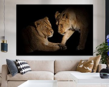Twee leeuwenvriendinnen zijn schattige babbelende close-ups op een zwarte achtergrond. van Michael Semenov