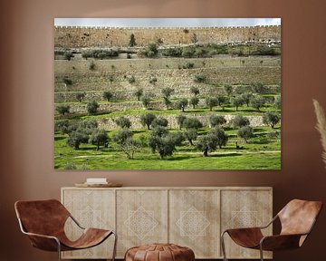 Tempelberg, Jeruzalem Israël, oude muren, groen gras, olijfbomen van Michael Semenov
