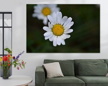 marguerite by Dries Remeysen