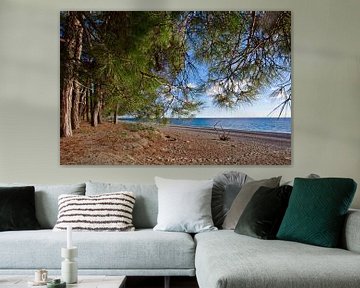 Pines in front of the sea, pine branches over the beach, the legendary Colchis from Greek myths. Pit by Michael Semenov