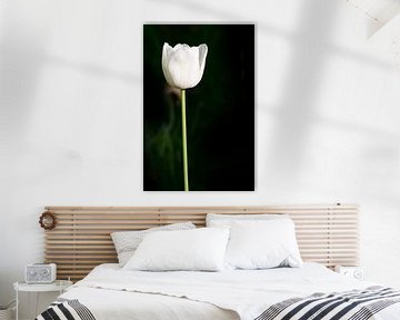 white tulip by Günter Albers