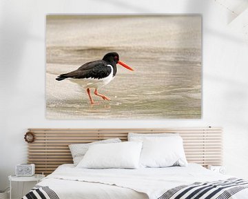 Oystercatcher in the Lofoten Islands by Kai Müller