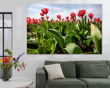Red tulips in a field