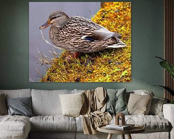 Ente am Wasser, die die Sonne genießt von Excellent Photo