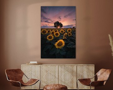 Sunflower sunset! von Patrick Noack